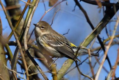 Yellow-rumped Warbler