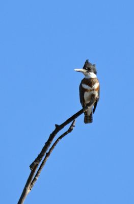 Belted Kingfisher