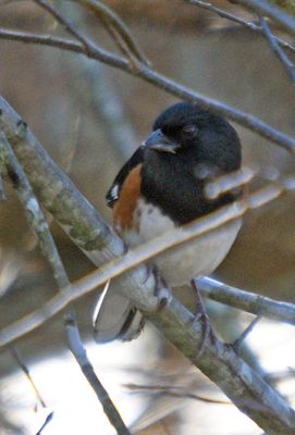 Eastern Towhee