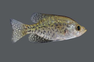 Black Crappie