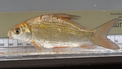 Smallmouth Buffalo