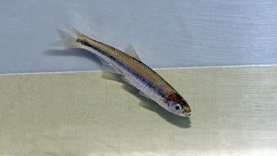 Ribbon Shiner