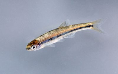 Ribbon Shiner