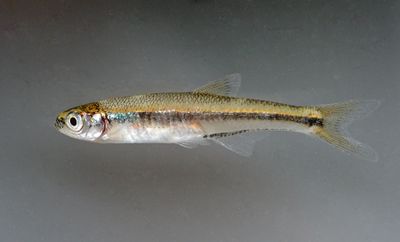 Ribbon Shiner