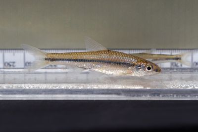 Pallid Shiner 