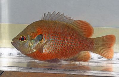Red-spotted Sunfish