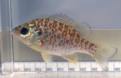 Redear Sunfish