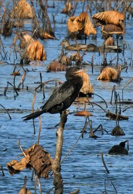 Neotropic Cormorant