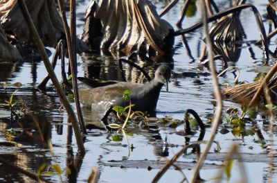 Common Gallinule