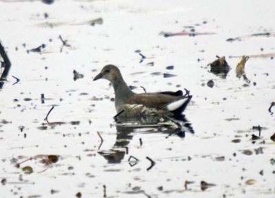 Common Gallinule