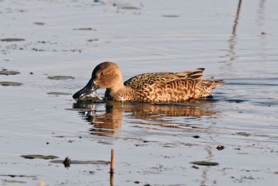 Cinnamon Teal (basic plumaged male)