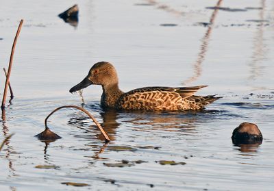 Cinnamon Teal (basic plumaged male)