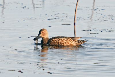 Cinnamon Teal (basic plumaged male)