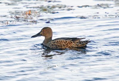 Cinnamon Teal (basic plumaged male)