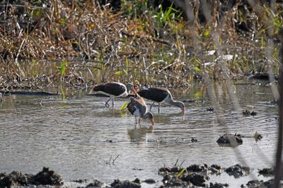 White Ibis