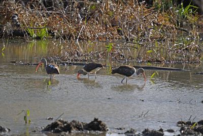 White Ibis