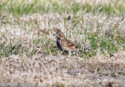Vesper Sparrow