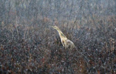 American Bittern