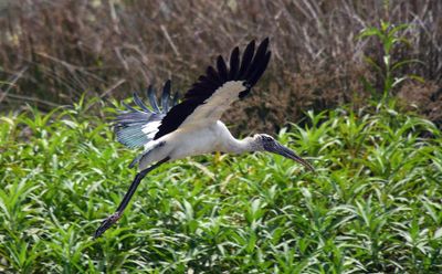 Wood Stork