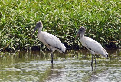 Wood Storks