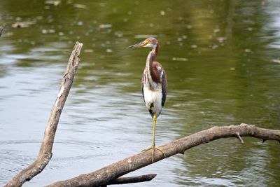 Tricolored Heron
