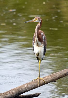 Tricolored Heron