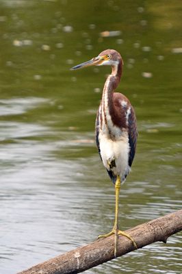 Tricolored Heron