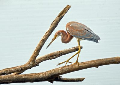 Tricolored Heron