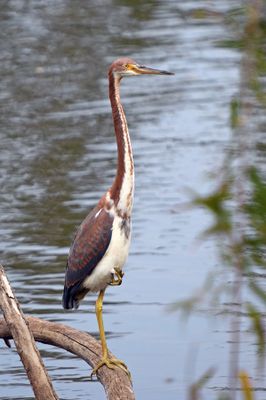 Tricolored Heron