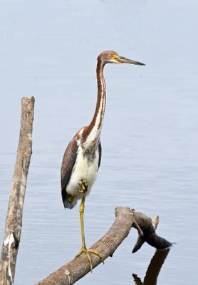 Tricolored Heron