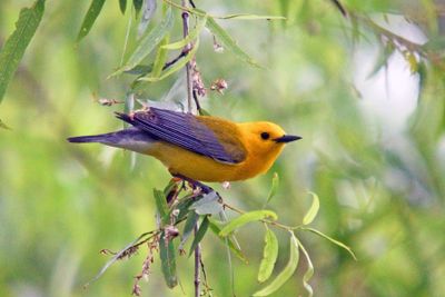 Prothonotary Warbler