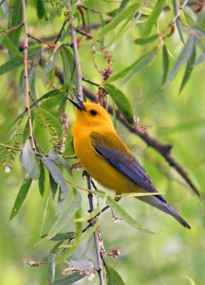Prothonotary Warbler