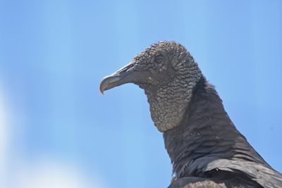 Vultures