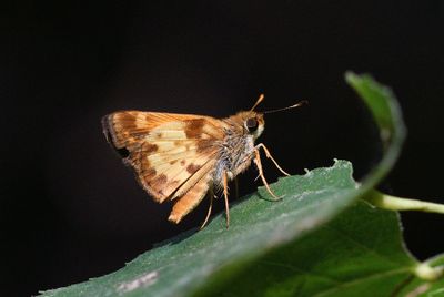 Zabulon Skipper