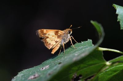 Zabulon Skipper