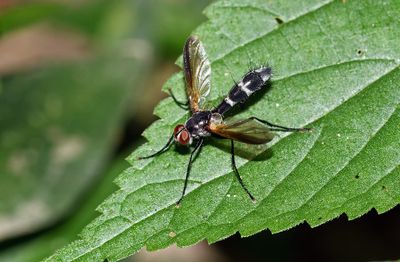 Bristle Fly (Cordyligaster septentrionalis)