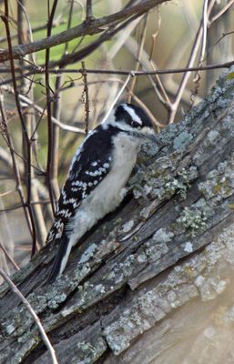 Downy Woodpecker