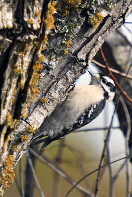 Downy Woodpecker