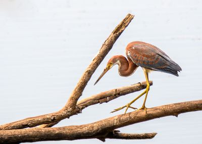 Tricolored Heron
