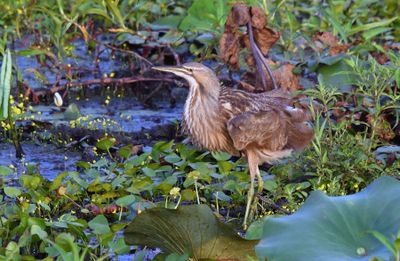American Bittern