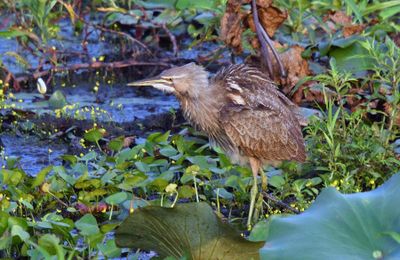 American Bittern