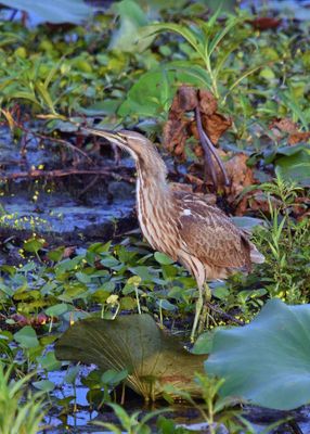 American Bittern