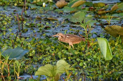 American Bittern
