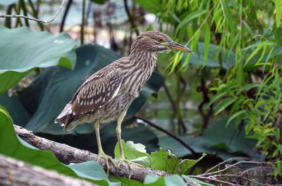 Black-crowned Night-Heron - immature