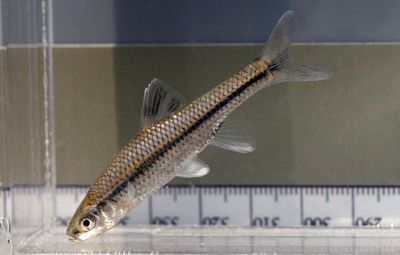 Pugnose Minnow