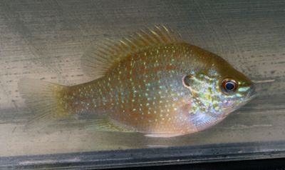 Dollar Sunfish