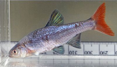 Redfin Shiner