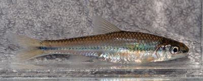 Carps and Minnows