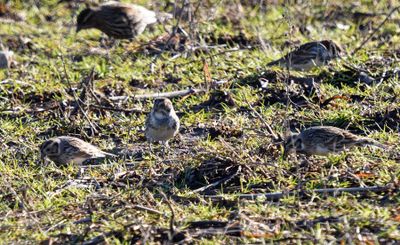 Lapland Longspurs