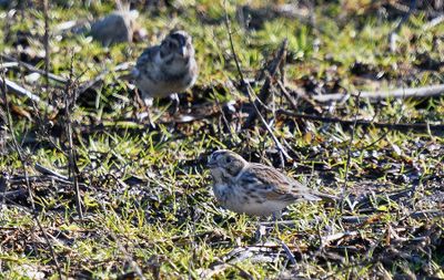 Lapland Longspurs
